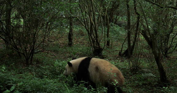 树丛里的国宝野生大熊猫
