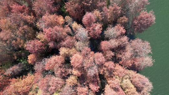 深圳大山陂水库落羽杉