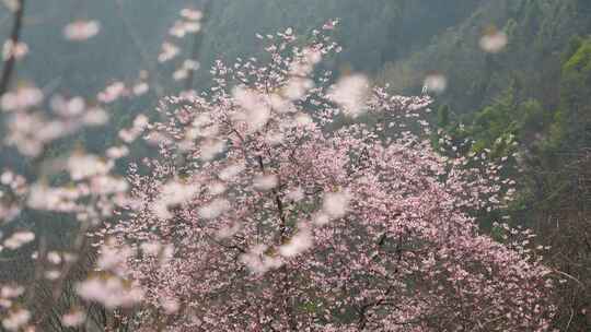 杭州富阳浮云岭山野樱花盛开