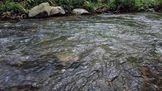 山间小溪水河流水树木枝叶视频