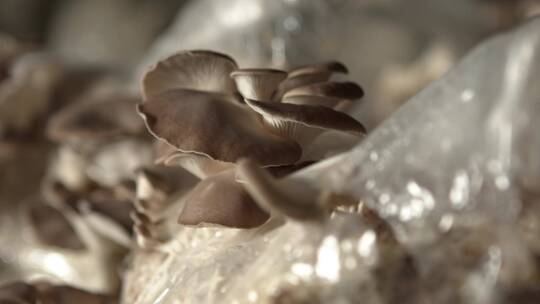 蘑菇菌类生长采摘过程视频素材模板下载