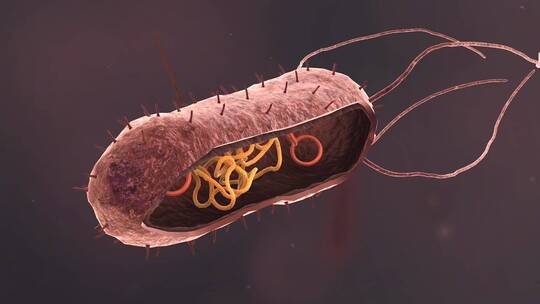 医学病原体病毒病原体病菌细菌医学三维动画