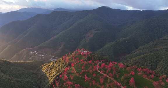 无量山樱花谷 春天最先到达的地方