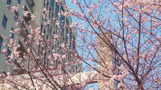 武汉理工大学春天蓝天下满树的樱花盛开视频素材模板下载