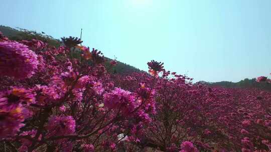 广东冬季最大面积紫花风铃花盛开航拍视频