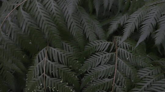 蕨类植物视频素材模板下载