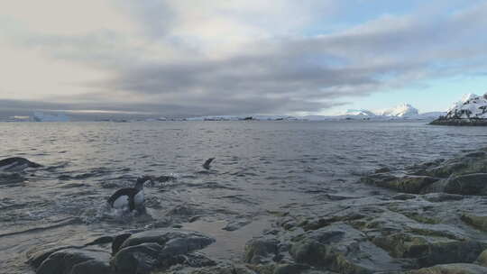 巴布亚企鹅从水里出来到南极岛