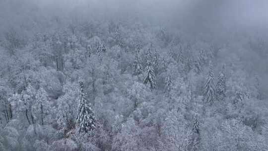 东北冬天暴雪大雪中的林海雪原