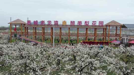 梨花 百年梨花树 春天梨花园