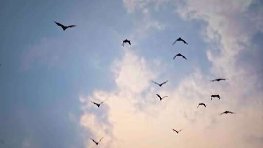 一群鸟儿天空飞翔背影