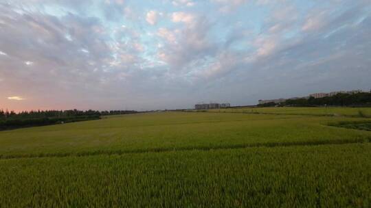 夕阳穿越乡村稻田