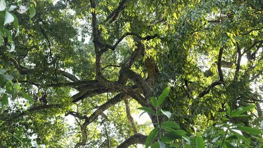 大树参天大树参天古树森林千年古树树干