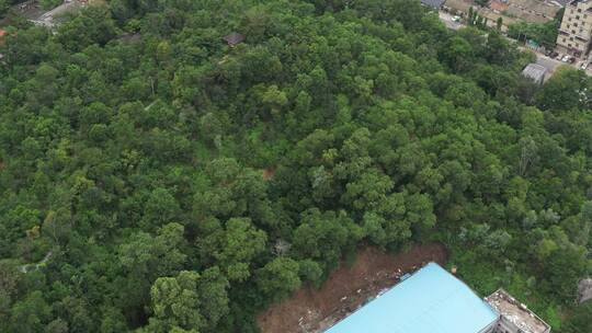 航拍深圳龙华区观澜园林绿化及居住区绿化