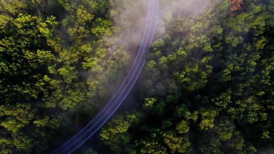 4k夏天绿色森林里的公路云雾缭绕