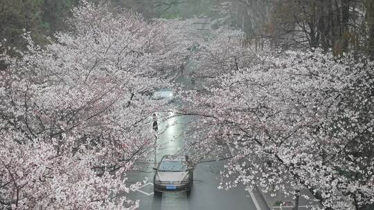 南京暴雨后樱花绽放