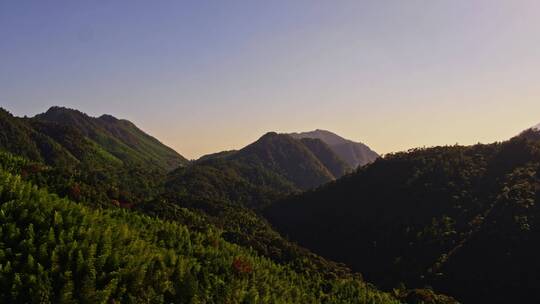 武夷山桐木关大竹岚