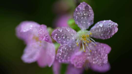 春天粉色樱花早樱花卉