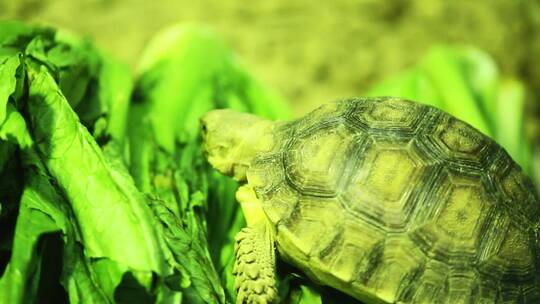 在吃蔬菜的陆龟