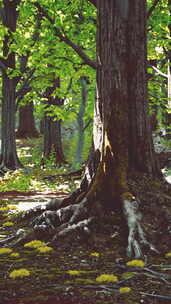 郁郁葱葱的森林中一棵根系错综复杂的雄伟树