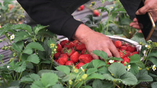 慢镜头春天农业草莓园里采摘草莓的农民
