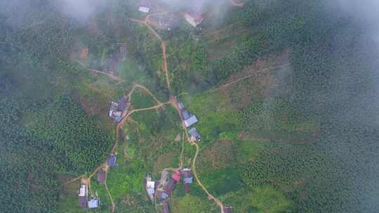 航拍武夷山桐木麻粟村正山小种老枞红茶山场