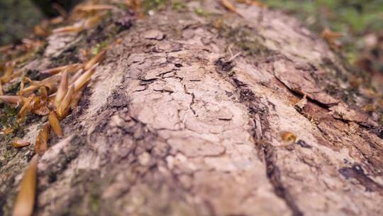树干上的苔藓特写镜头