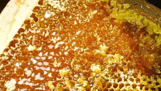 蜂农收蜂蜜