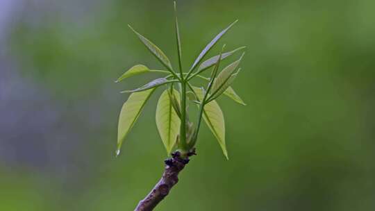 雨中的芽苗嫩叶