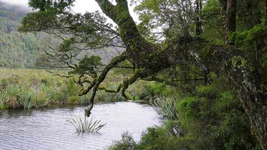 水泽淹没了野生植物