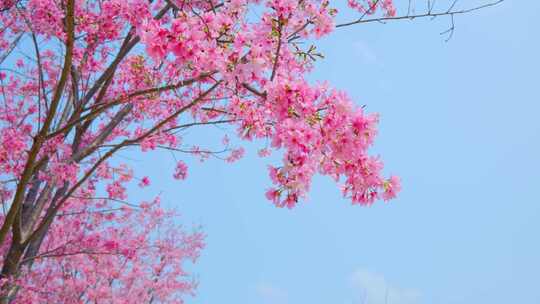 粉红色樱花园树林