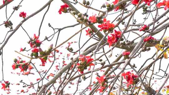 木棉花盛开实拍合集