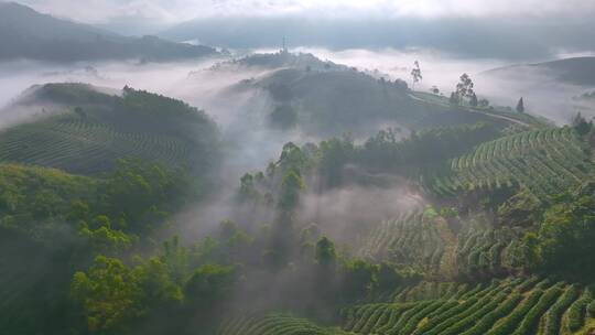 航拍茶山云海