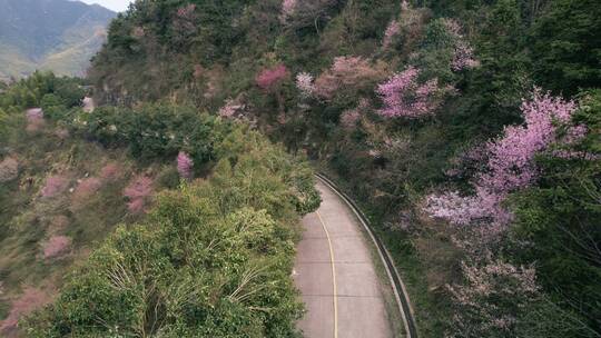 金华浦江山野樱花公路航拍