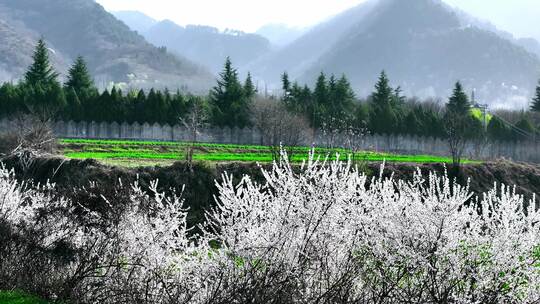 春天山间桃花