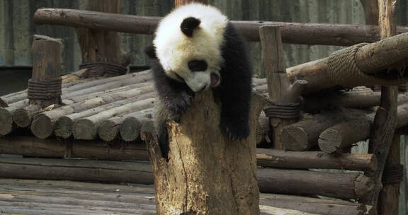 顽皮的大熊猫在树洞里玩耍