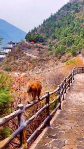 唯美意境，自然之美，治愈系风景，自然奇观