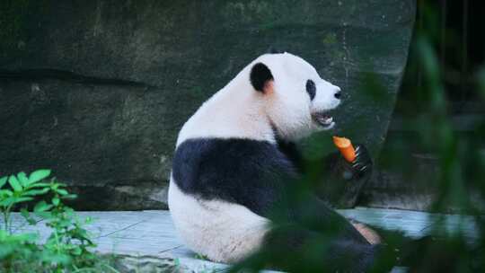 熊猫啃萝卜