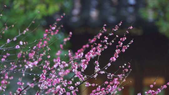 杭州西湖郭庄雨天梅花风景