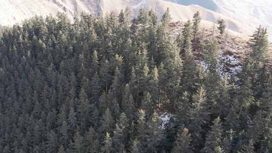 青海贵德阿什贡树木田地山峰 航拍视频