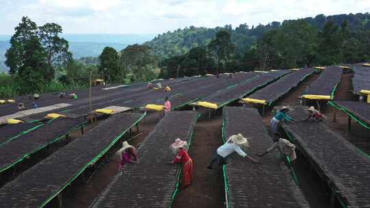 埃塞俄比亚咖啡发源地种植园视频素材模板下载