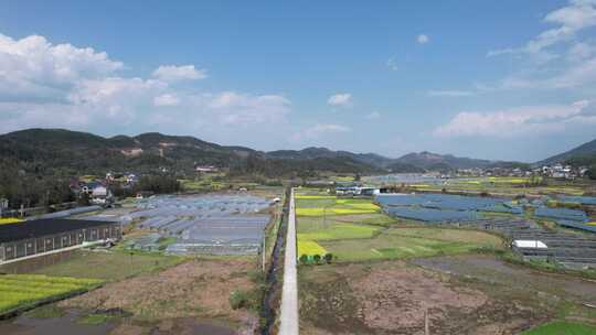 美丽乡村田园油菜花农业种植航拍