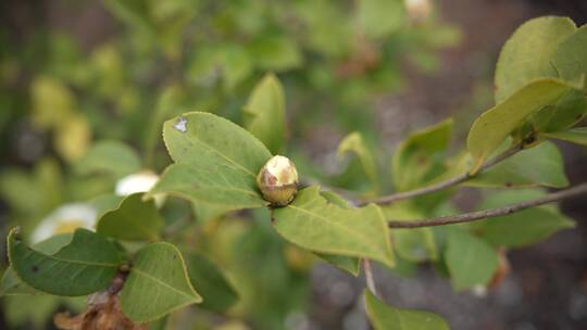 茶花茶树山茶籽茶油农业