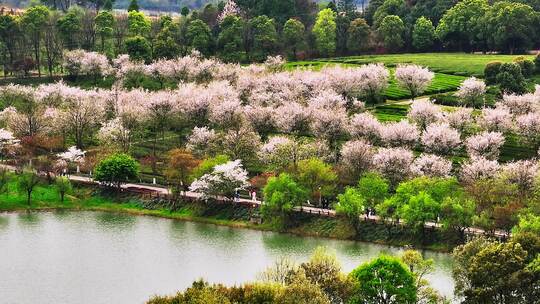 凤凰沟樱花3