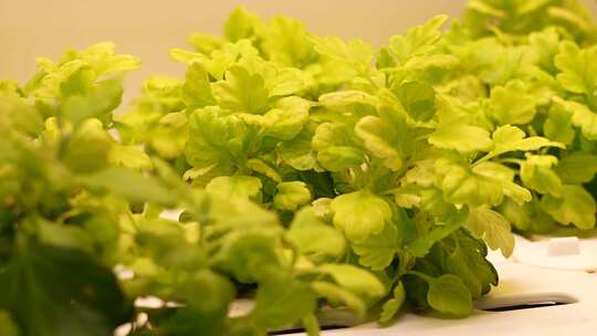 三农 农业 蔬菜 种植 植物