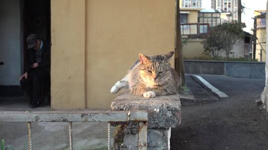 老房子围栏上一只慵懒的猫咪