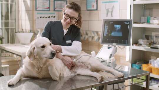 医疗设备，狗，兽医技术，我们扫描