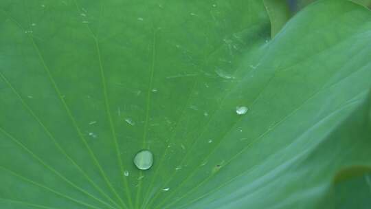 雨滴水珠荷叶