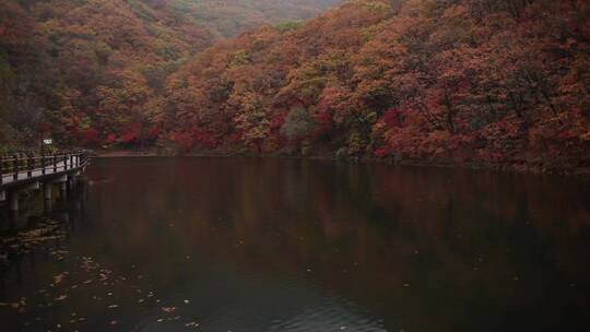 枫叶秋季风景