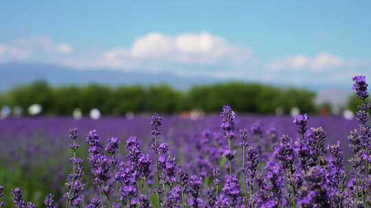 新疆伊犁旅游霍城薰衣草庄园紫色的花田鲜花