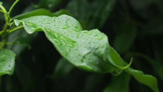 下雨天桂花树金桂八月桂花植物水滴升格